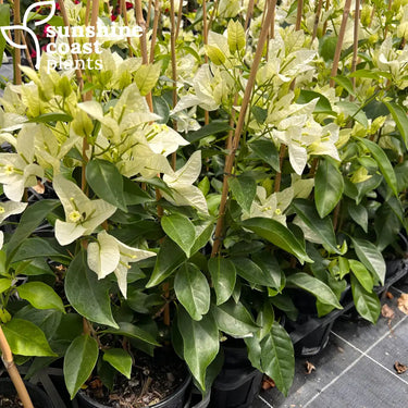 Bougainvillea ‘Rijnstar White’ 175mm pot
