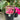 Bougainvillea ‘San Diego Red’ 175mm pot