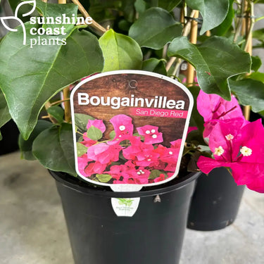 Bougainvillea ‘San Diego Red’ 175mm pot