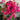 Bougainvillea ‘San Diego Red’ 175mm pot