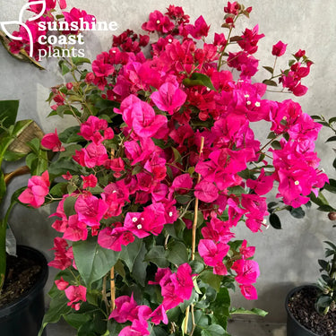 Bougainvillea ‘San Diego Red’ 175mm pot