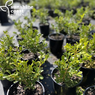 Buxus microphylla japonica is a compact evergreen shrub with bright green, leathery obovate leaves