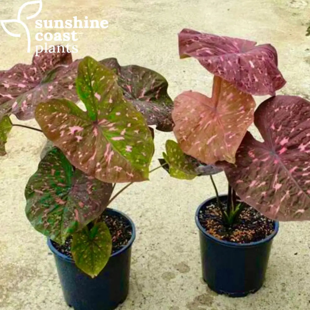 Caladium ‘Raspberry Ripple’ | Sunshine Coast Plants