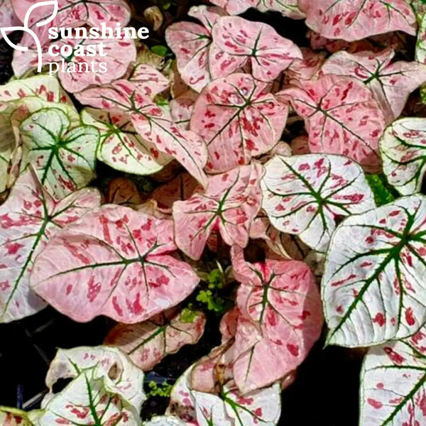 Caladium 'Strawberry Star'