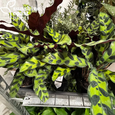 Calathea Insignis - Rattlesnake Plant - Plant