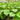 Calathea lutea - Cigar Plant 140mm pot Plant