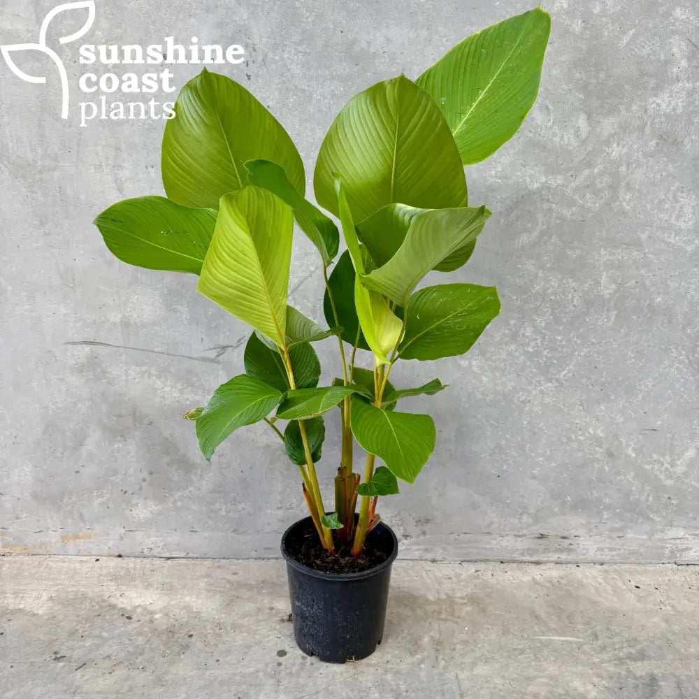 cigar plant indoor Calathea lutea - Havana Cigar