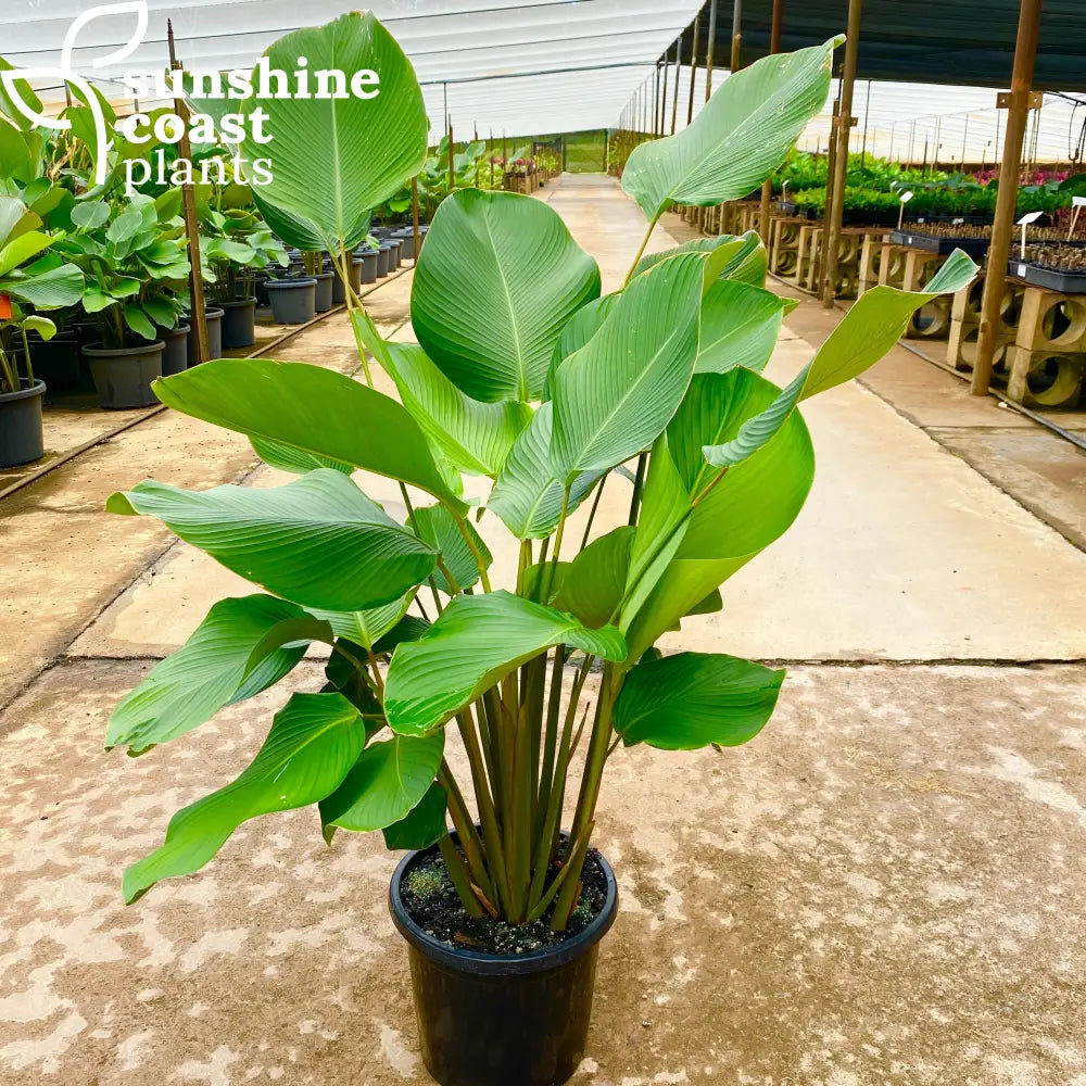 tobacco calathea lutea cv Havana Cigar (Havana Cigar) Grow the Calathea Dottie for an eye Calathea lutea | Cuban Cigar
