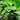 Calathea Zebrina - Zebra Plant 100mm pot Plant