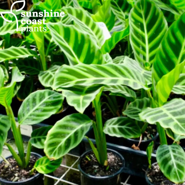 efeutute white Kaufen Sie Efeutute - Epipremnum Aureum