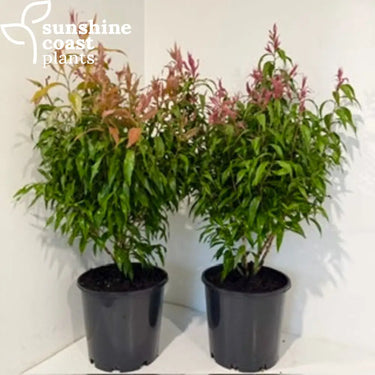 Callistemon Great Balls of Fire 200mm pot