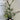 Callistemon ‘Hinchinbrook’ - Hinchinbrook Bottlebrush 140mm pot Plant