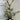 Callistemon ‘Hinchinbrook’ - Hinchinbrook Bottlebrush 140mm pot Plant