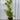 Callistemon ‘Tangerine’ 250mm pot Plant