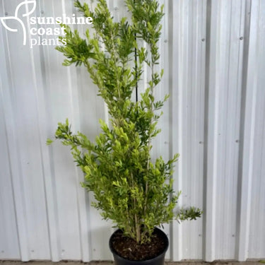 Callistemon ‘Tangerine’ 250mm pot Plant