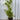 Callistemon ‘Tangerine’ 250mm pot Plant