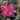 Camellia 'Hiryu' has dark green glossy leaves and produces an abundance of large, deep pink flowers throughout autumn and winter