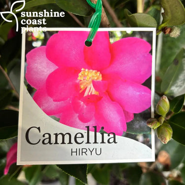 Camellia Hiemalis ’Hiryu’ 200mm pot Plant