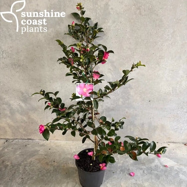 Camellia Hiemalis ’Hiryu’ 200mm pot Plant