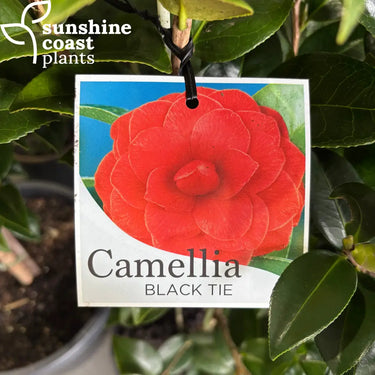 Camellia japonica ’Black Tie’ 200mm pot Plant