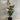 Camellia japonica ’Little Red Riding Hood’ 200mm pot Plant