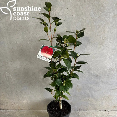 Camellia japonica ’Little Red Riding Hood’ 200mm pot Plant