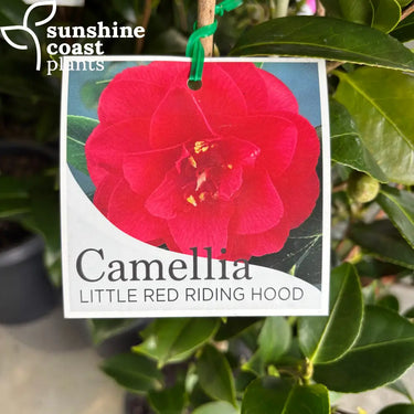 Camellia japonica ’Little Red Riding Hood’ 200mm pot Plant
