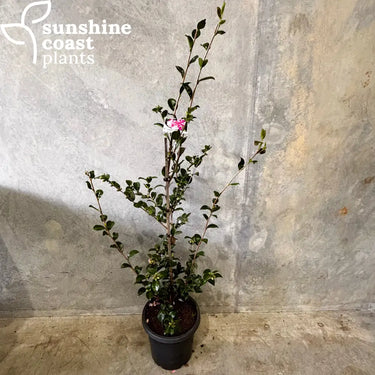 Camellia Jennifer Susan 300mm pot