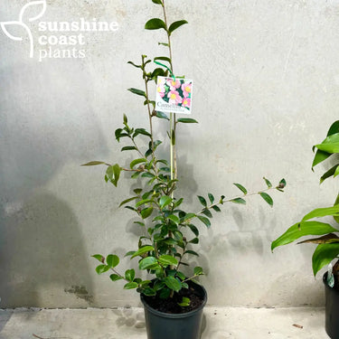 Camellia Sasanqua ‘Plantation Pink’ 200mm Plant