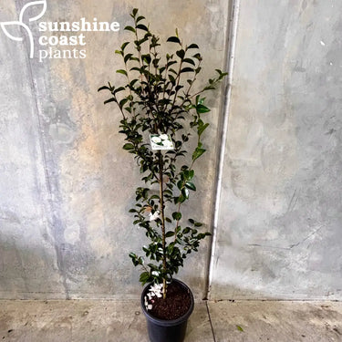 Camellia "Pure Silk" 300mm pot