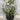 Camellia Sasanqua ‘Pure Silk’ Plant