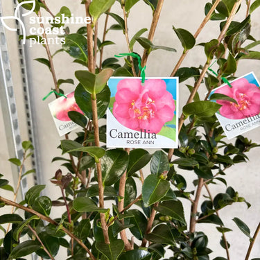 Camellia Sasanqua ’Rose Anne’ Plant