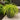 Carex Moon Falls