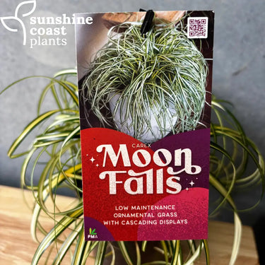 Carex Moon Falls