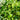 Carissa ’Green Carpet’ 140mm pot Plant