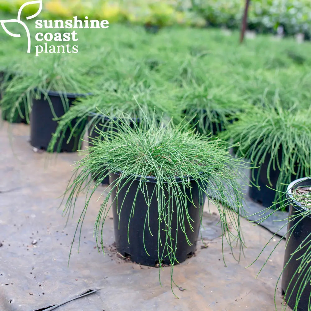 cousin it plant in pot Casuarina Cousin It