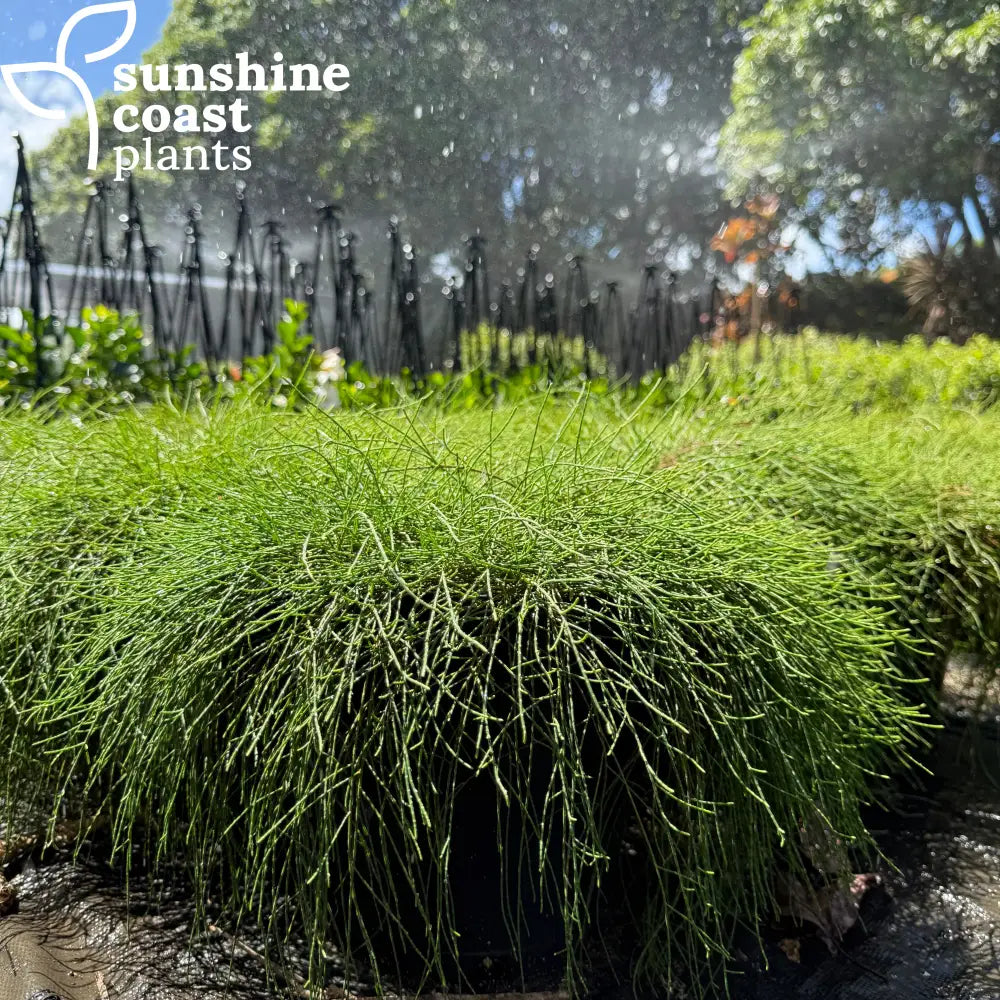 cousin it plant in pot Casuarina Cousin It