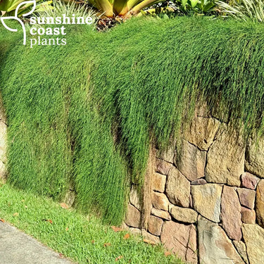 Casuarina Cousin It Plant