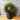 Casuarina glauca ’Greenwave’