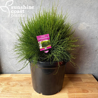 Casuarina glauca ’Greenwave’