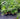 Chamaedorea atrovirens is good for shaded areas outdoors or in the garden