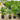 Chamaedorea Atrovirens - Cascade Palm 250mm pot Plant