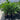Chamaedorea Atrovirens - Cascade Palm 300mm pot Plant