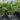 Chamaedorea Atrovirens - Cascade Palm 400mm pot Plant