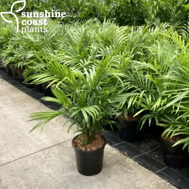 Chamaedorea Atrovirens - Cascade Palm Plant