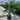 Chamaedorea Atrovirens - Cascade Palm Plant