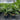 Chamaedorea Atrovirens - Cascade Palm Plant