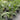 A shade loving palm particularly suited to growing in pots either indoors or on patios and verandas.