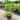 Chamaerops Humilis - Mediterranean Fan Palm 400mm Plant