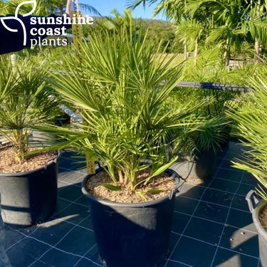 Chamaerops Humilis - Mediterranean Fan Palm 90Ltr Plant